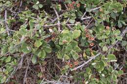 Image of maritime ceanothus