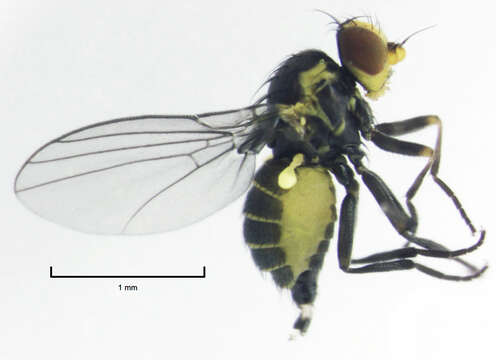 Image of Liriomyza watti Spencer 1976