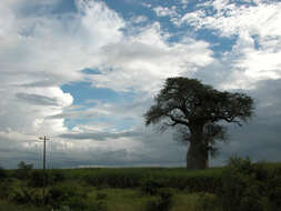 Image of African Baobab
