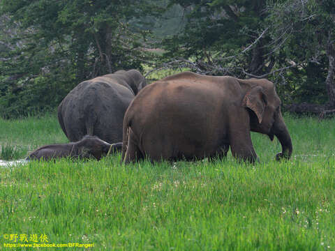 Image of Sri Lankan elephant