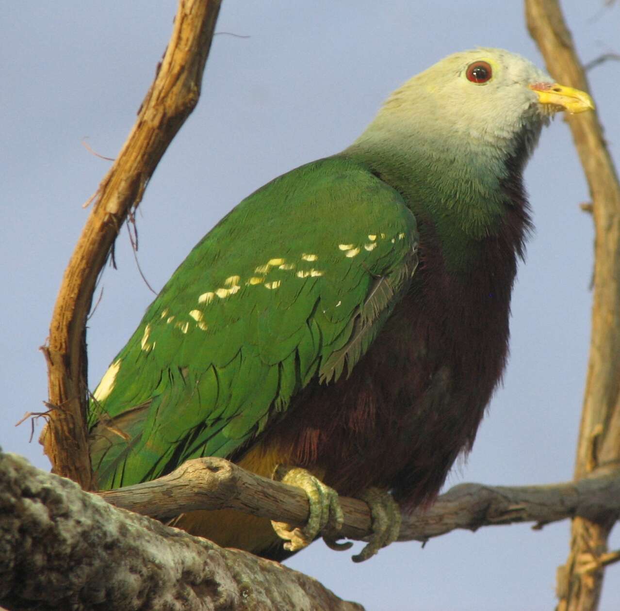 Image of Wompoo Fruit Dove