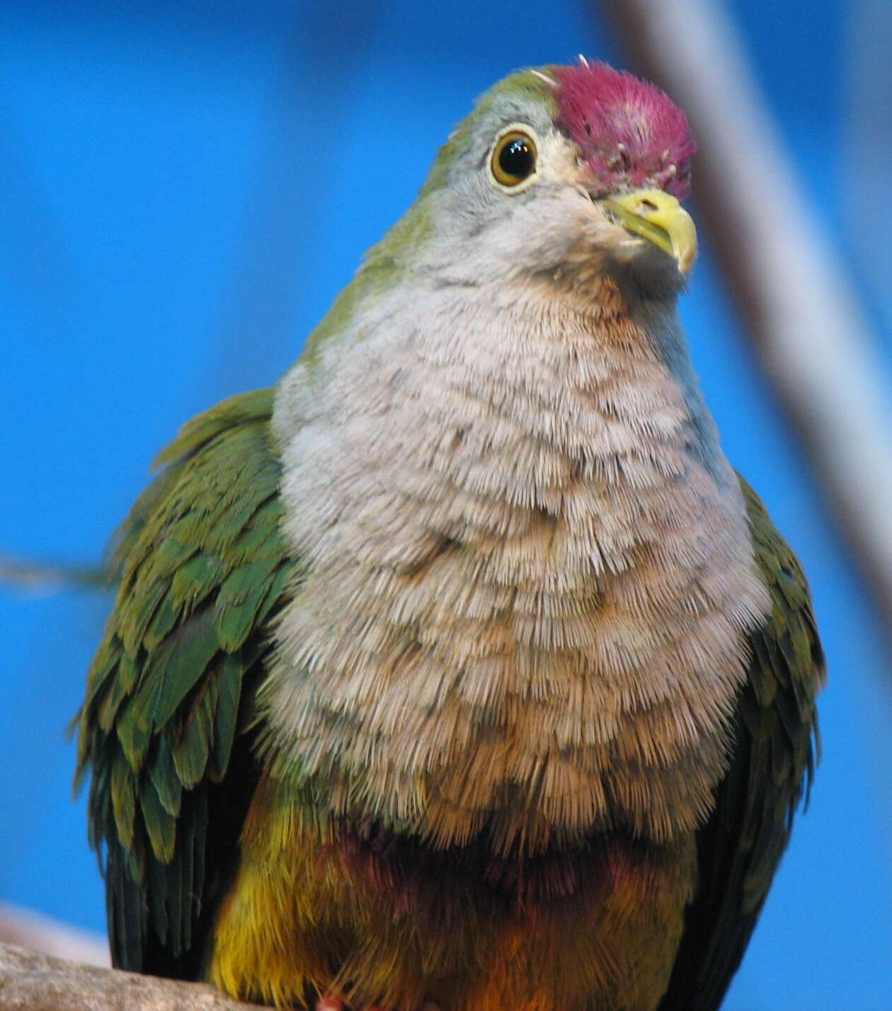 Image of Beautiful Fruit Dove