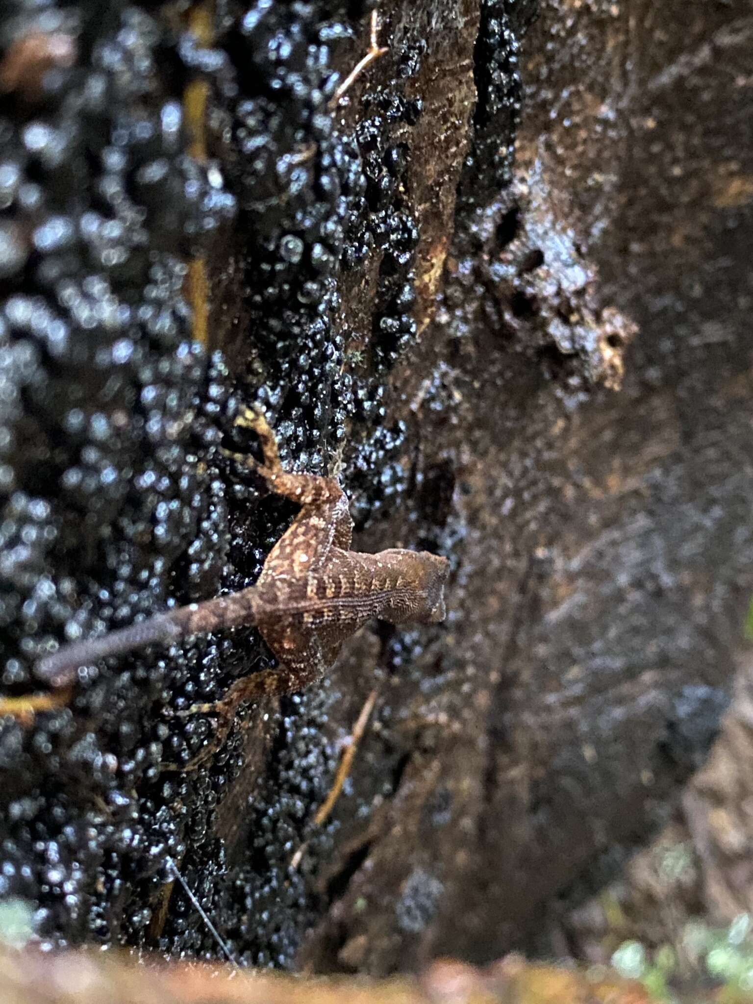 Anolis marsupialis Taylor 1956 resmi