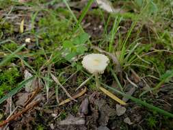 Image of Leucocoprinus flavescens (Morgan) H. V. Sm. 1981