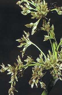 Image of needlegrass rush