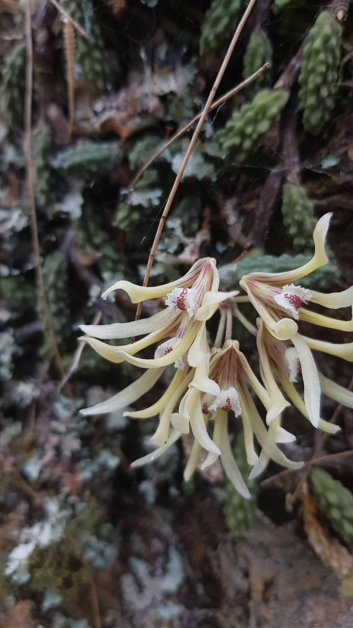 Image of Cucumber orchid