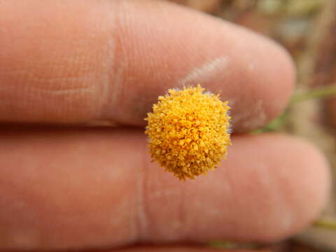 Image of sagebrush fleabane