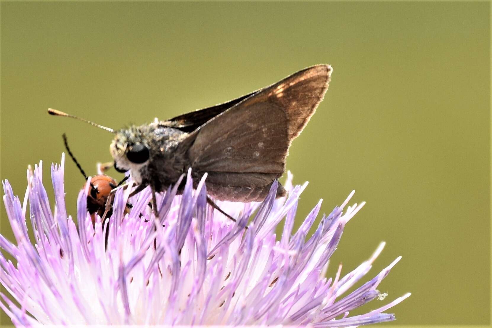 Image of Dotted Skipper