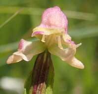 Image of Disperis concinna Schltr.