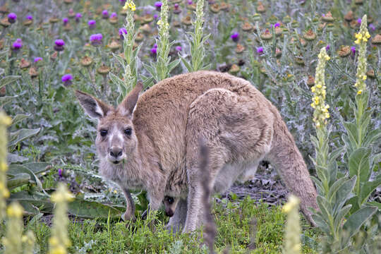 Image of kangaroo