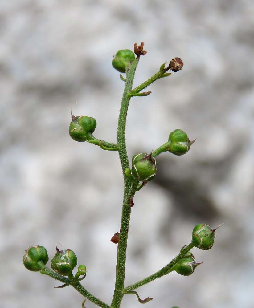 Image of Scrophularia heterophylla Willd.