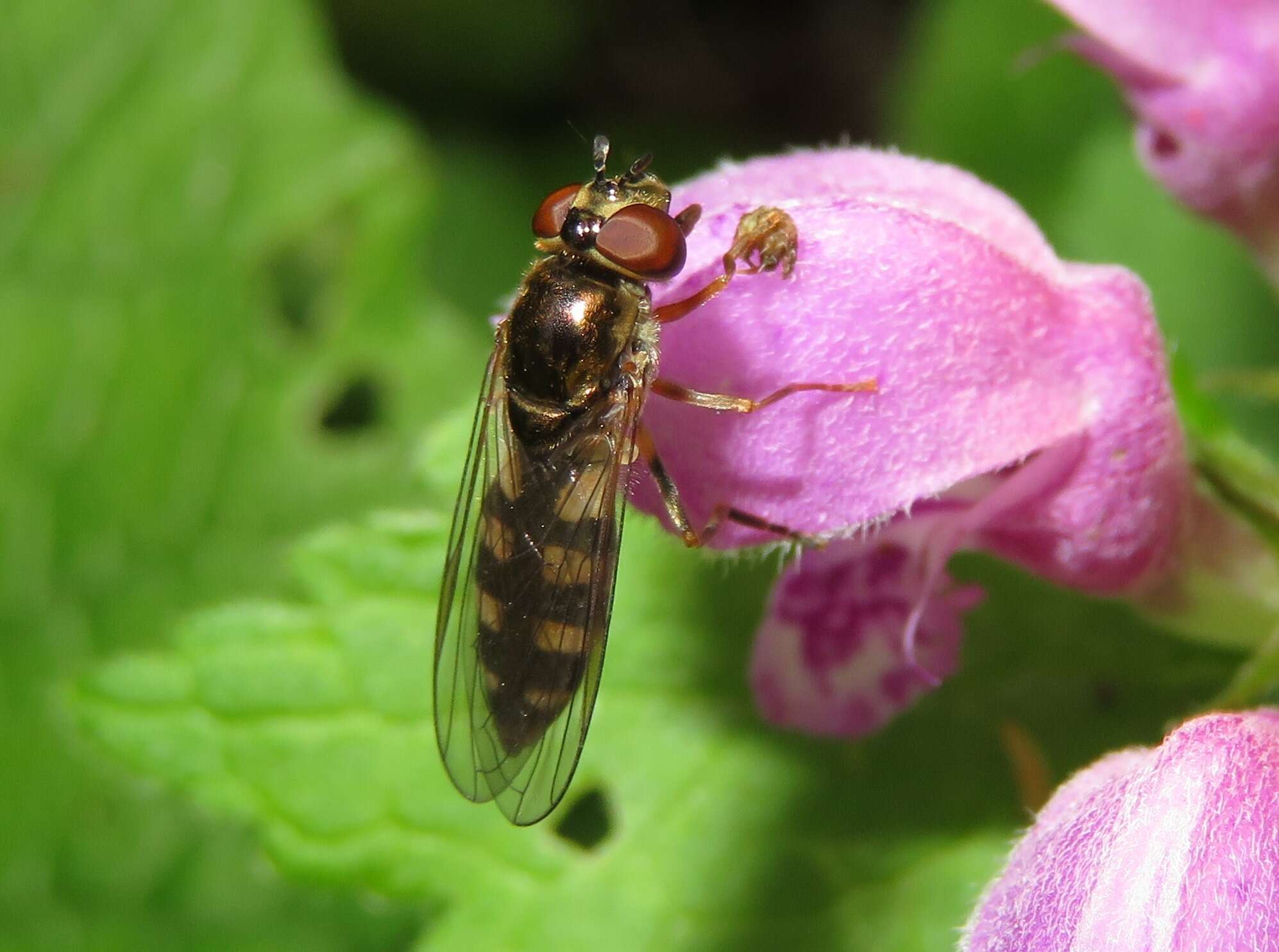 Image of Platycheirus peltatus (Meigen 1822)