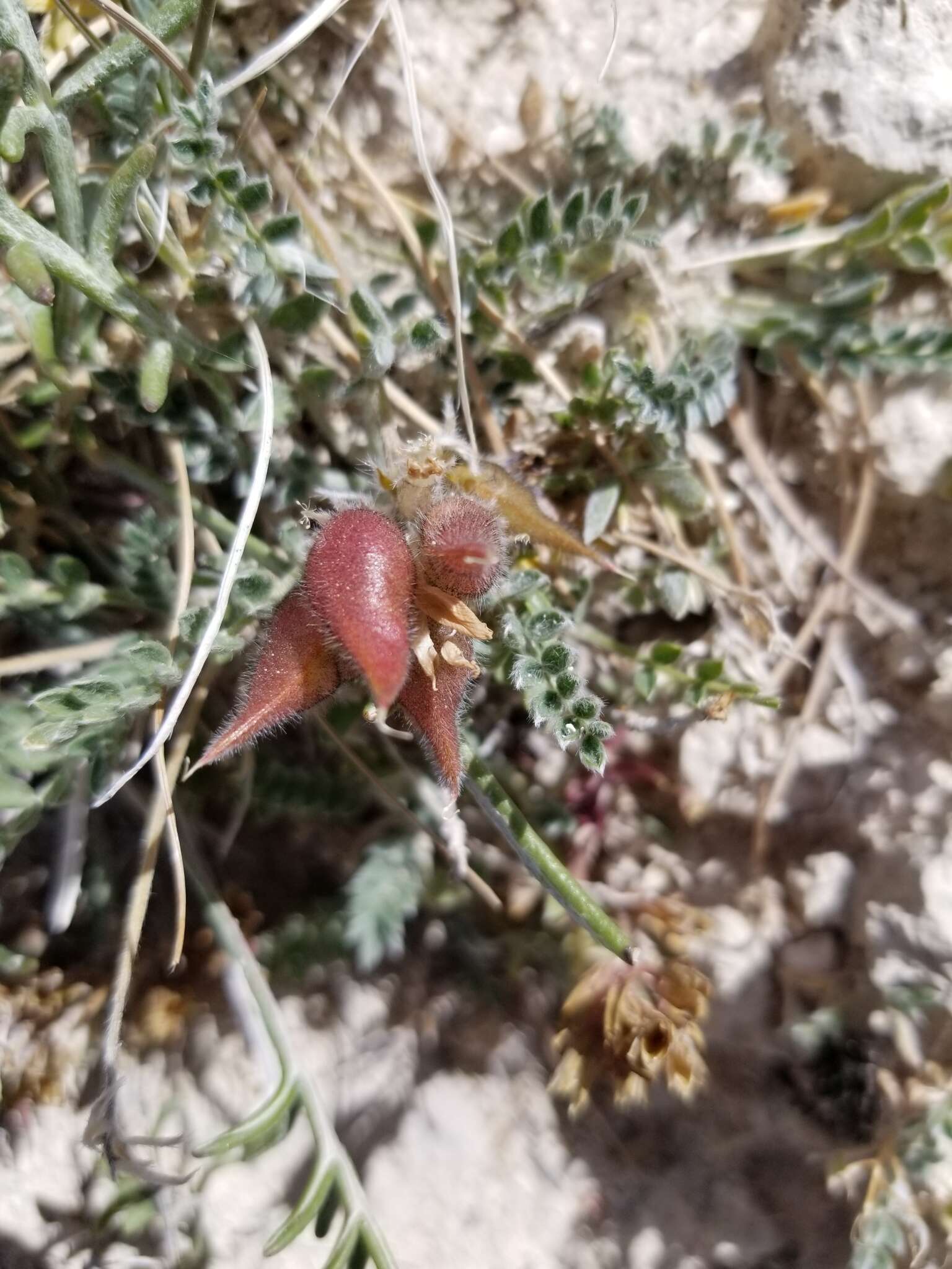 Image of Mountain Locoweed