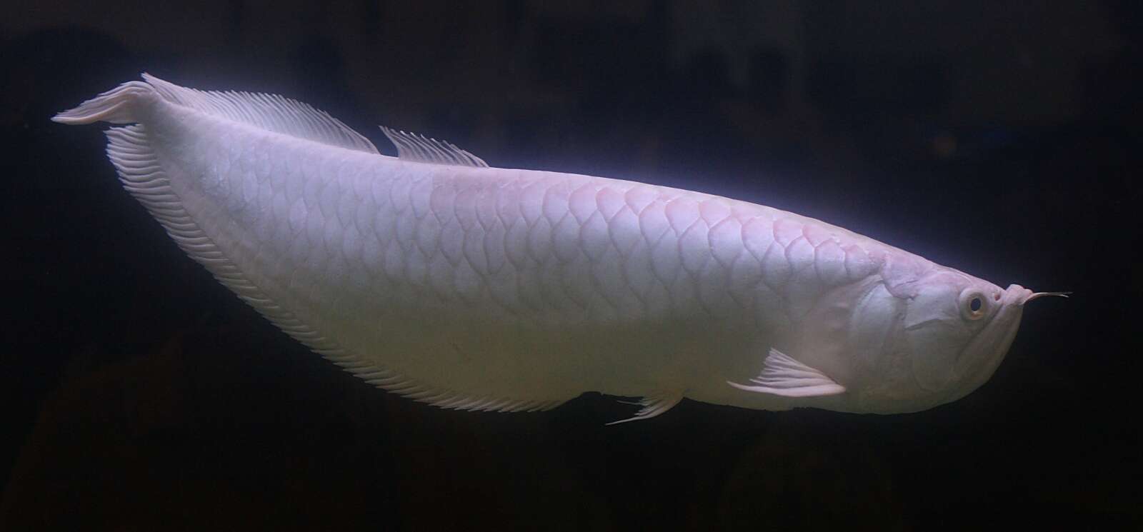 Image of silver arowana