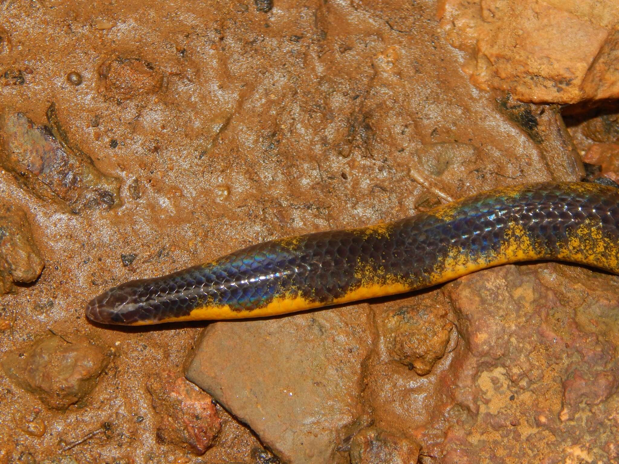 Sivun Uropeltis macrolepis (Peters 1862) kuva