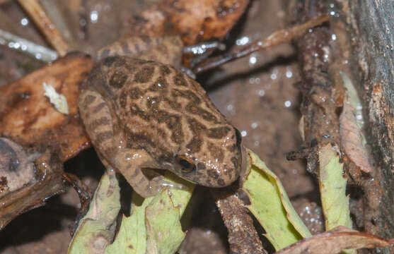 Image of Northern Flinders Ranges froglet