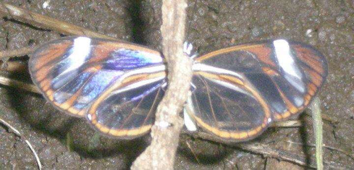 Image of Glass Wing