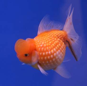 Image of Goldfish