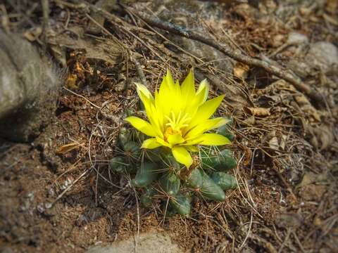 Image of longmamma nipple cactus