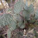Image of Violet Prickly-pear