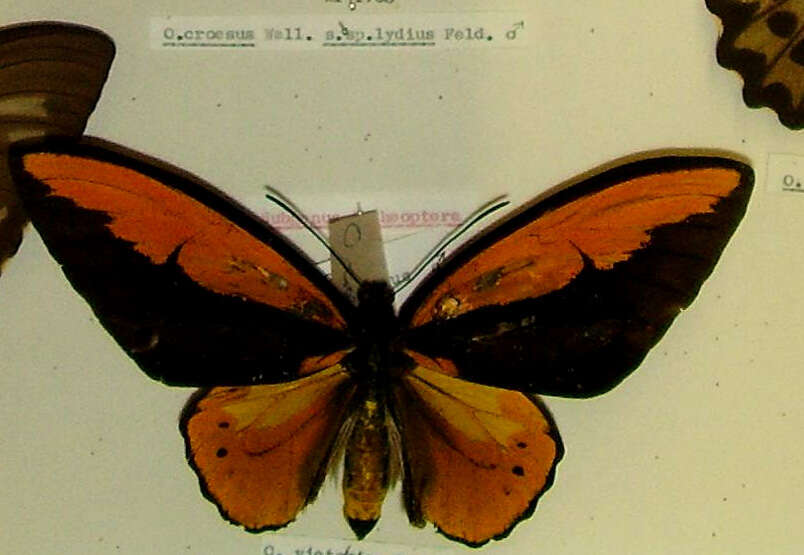 Plancia ëd Ornithoptera croesus Wallace 1859