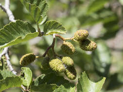 Alnus incana subsp. tenuifolia (Nutt.) Breitung的圖片