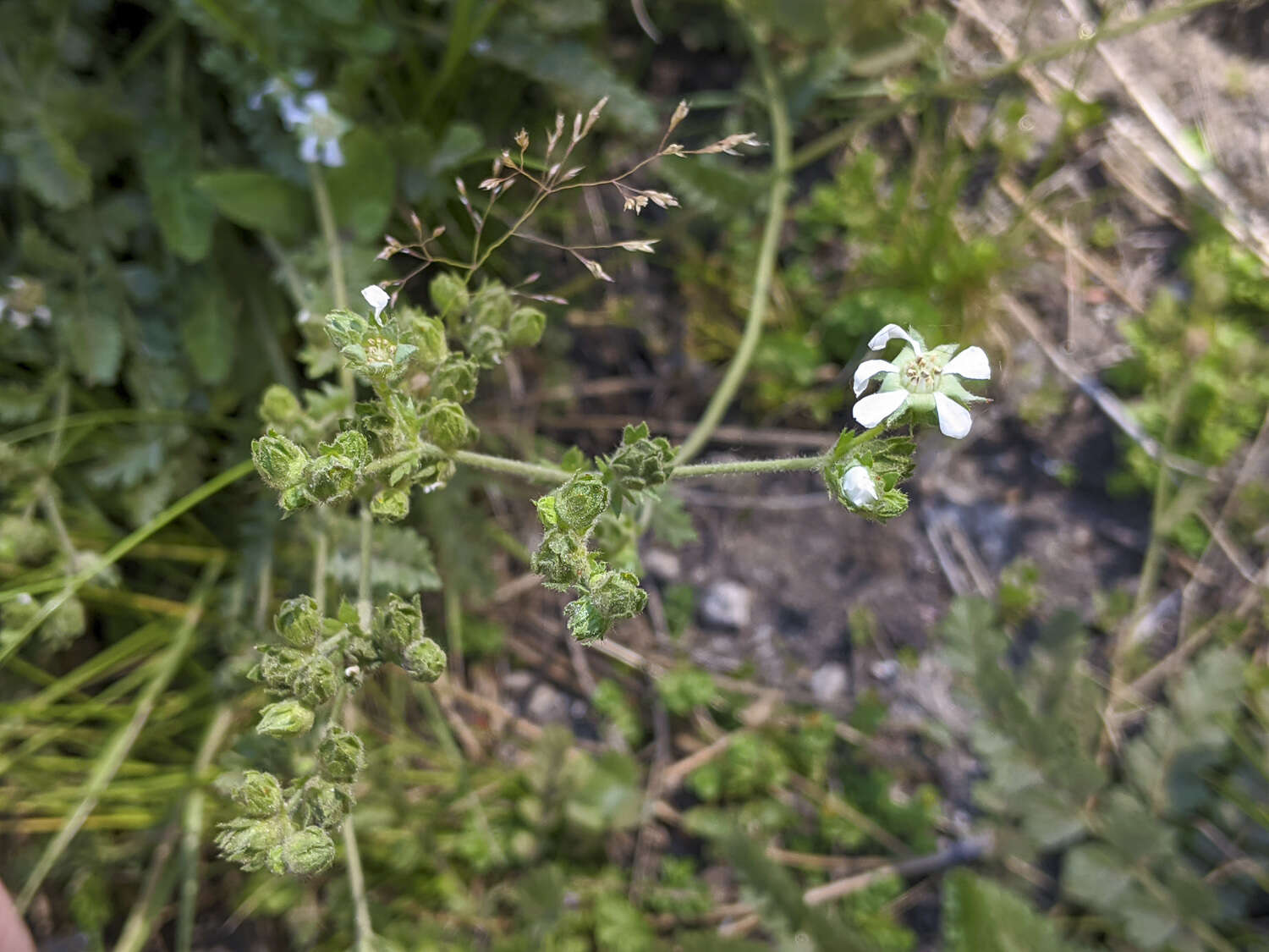 Image of Cleveland's horkelia