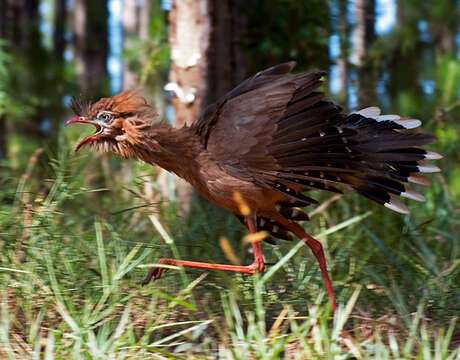 Image of Cariama Brisson 1760