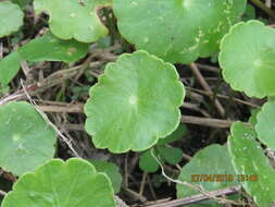 Слика од Hydrocotyle verticillata Thunb.