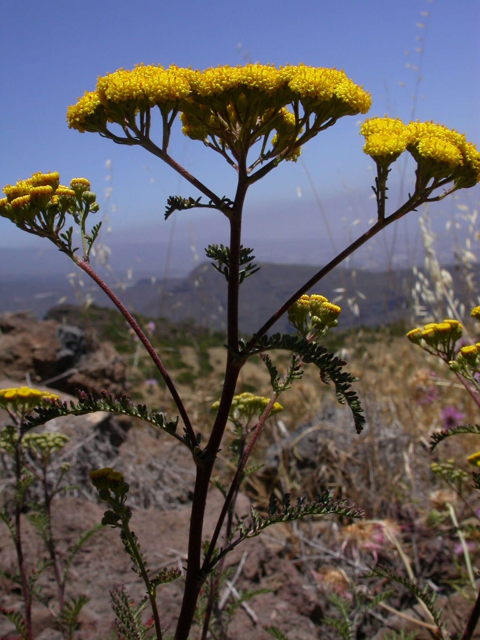 Plancia ëd Gonospermum fruticosum Less.