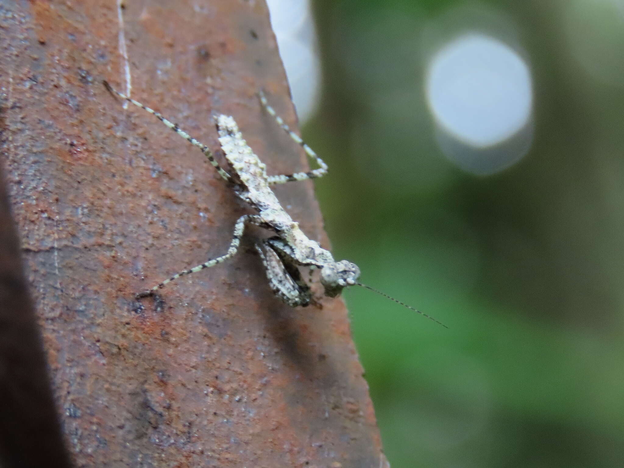 صورة Calofulcinia paraoxypila Tindale 1930