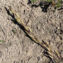 Image of rough fescue