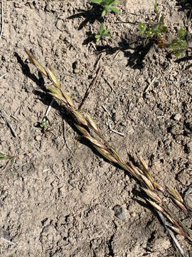 Image of rough fescue