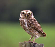 Image of Burrowing Owl