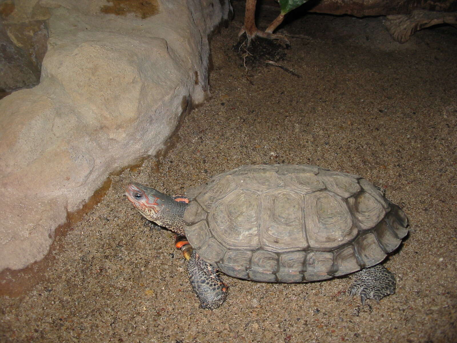 Image of Central American wood turtle