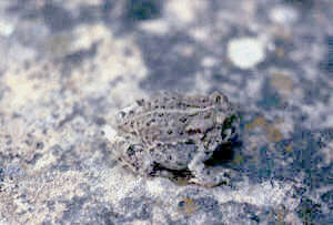 Image of Woodhouse's Toad