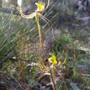 Caladenia falcata (Nicholls) M. A. Clem. & Hopper resmi