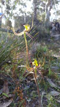 Caladenia falcata (Nicholls) M. A. Clem. & Hopper resmi