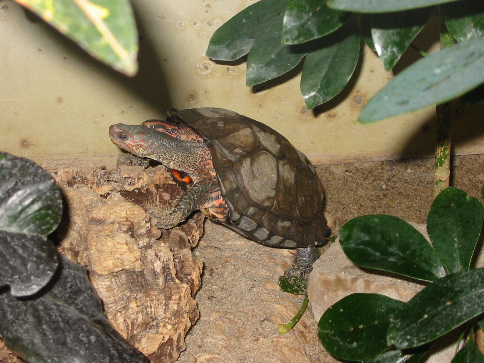 Image of Central American wood turtle