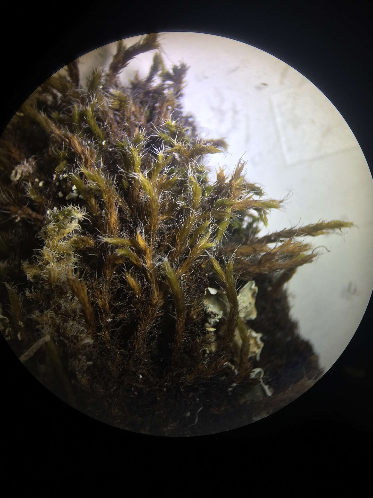 Image of racomitrium moss