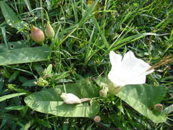 Image of kangkung