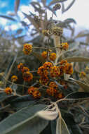 Sivun Buddleja megalocephala Donn. Sm. kuva