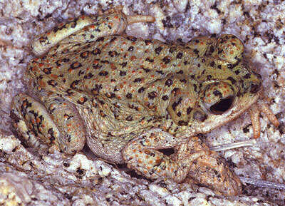 صورة Anaxyrus punctatus (Baird & Girard 1852)