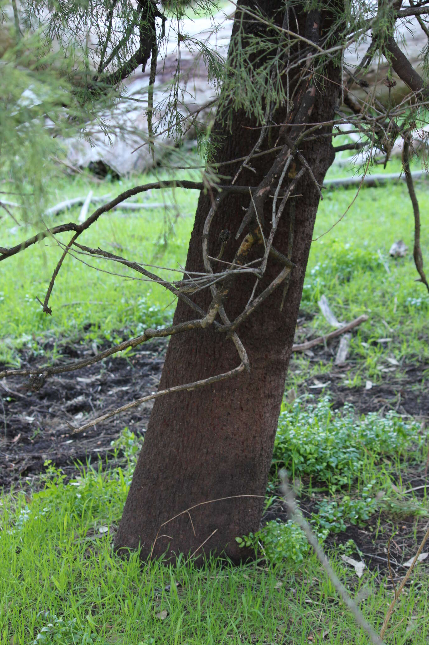 Image of Exocarpos cupressiformis Labill.