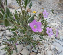 Image of Havard's fiddleleaf