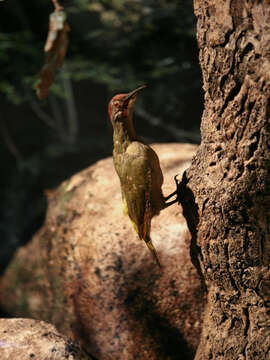 Image of Iberian Green Woodpecker