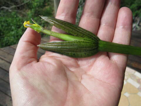 Image of Ottelia ulvifolia (Planch.) Walp.