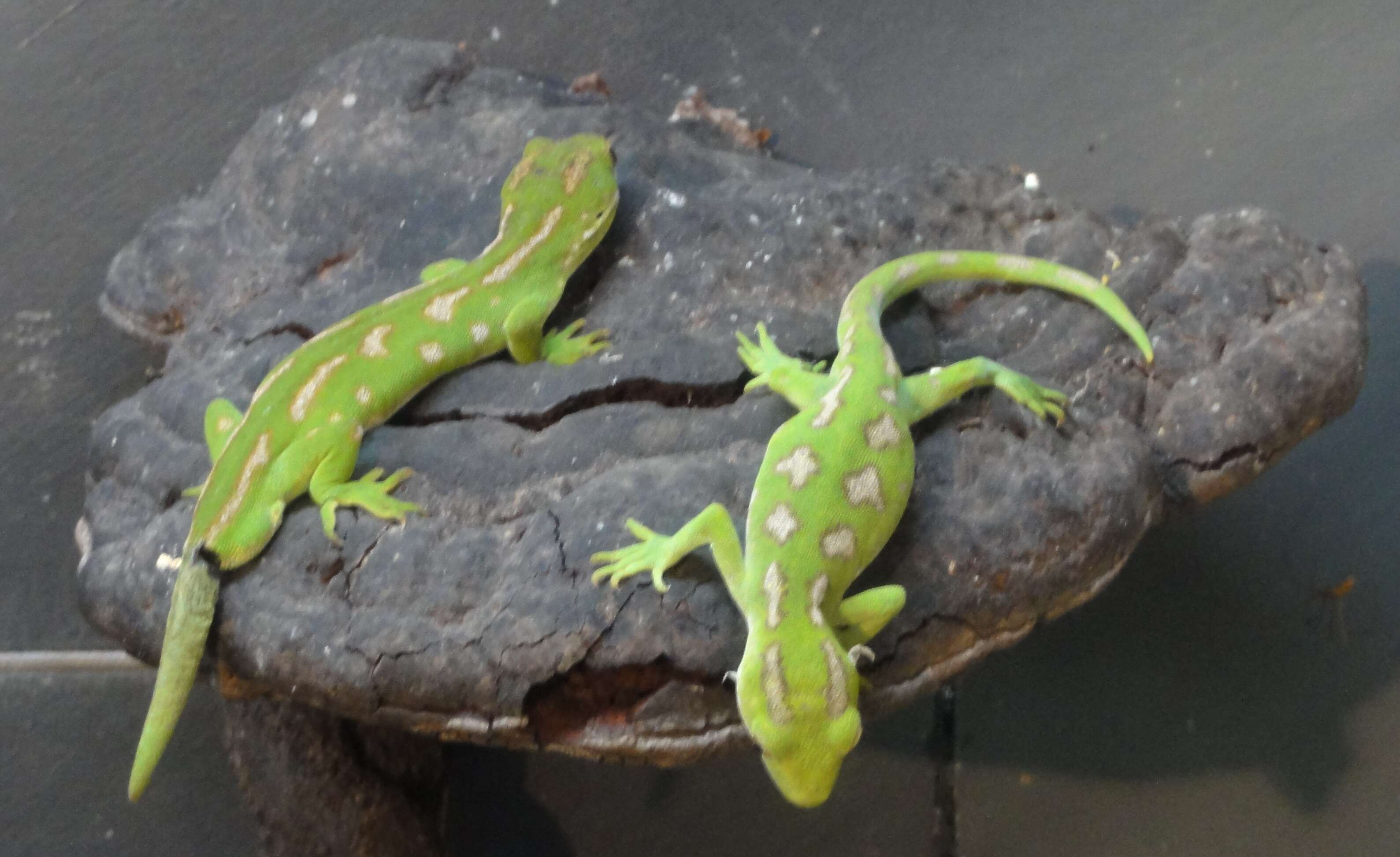 Image of Northland green gecko