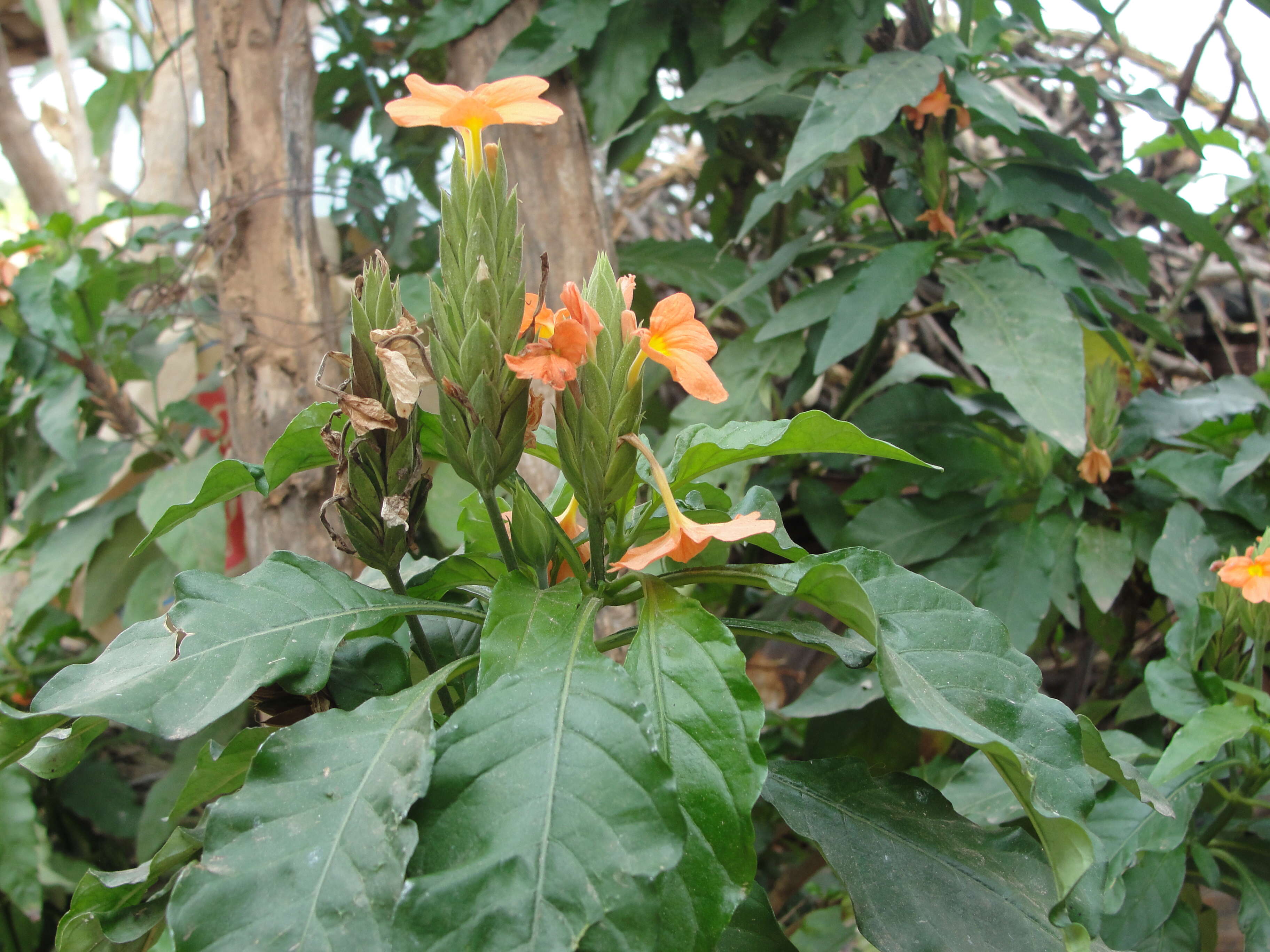 Imagem de Crossandra infundibuliformis (L.) Nees