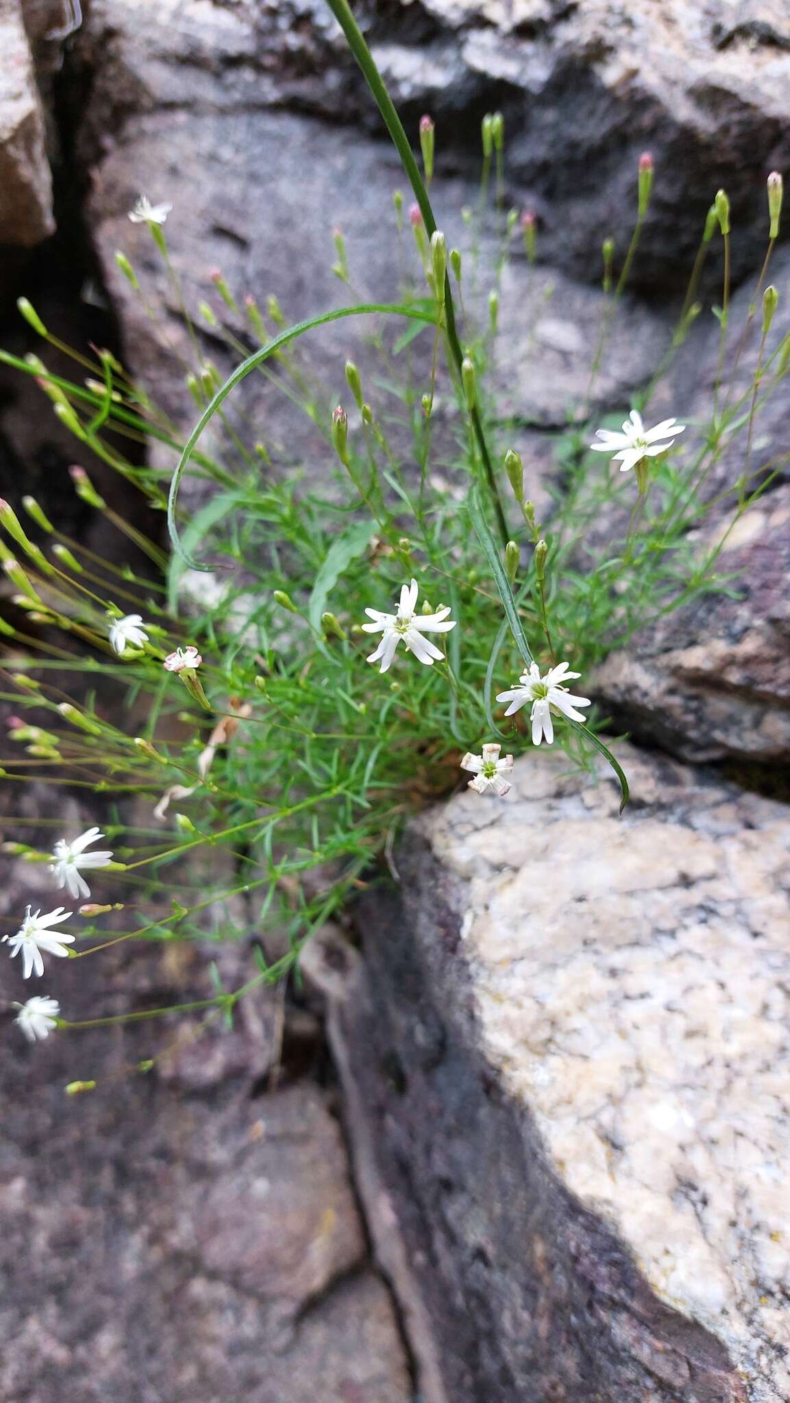 Image of Silene saxifraga L.